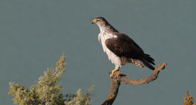 Aigle de Bonelli (Aquila fasciata) - Crédit photo : Emile Barbelette