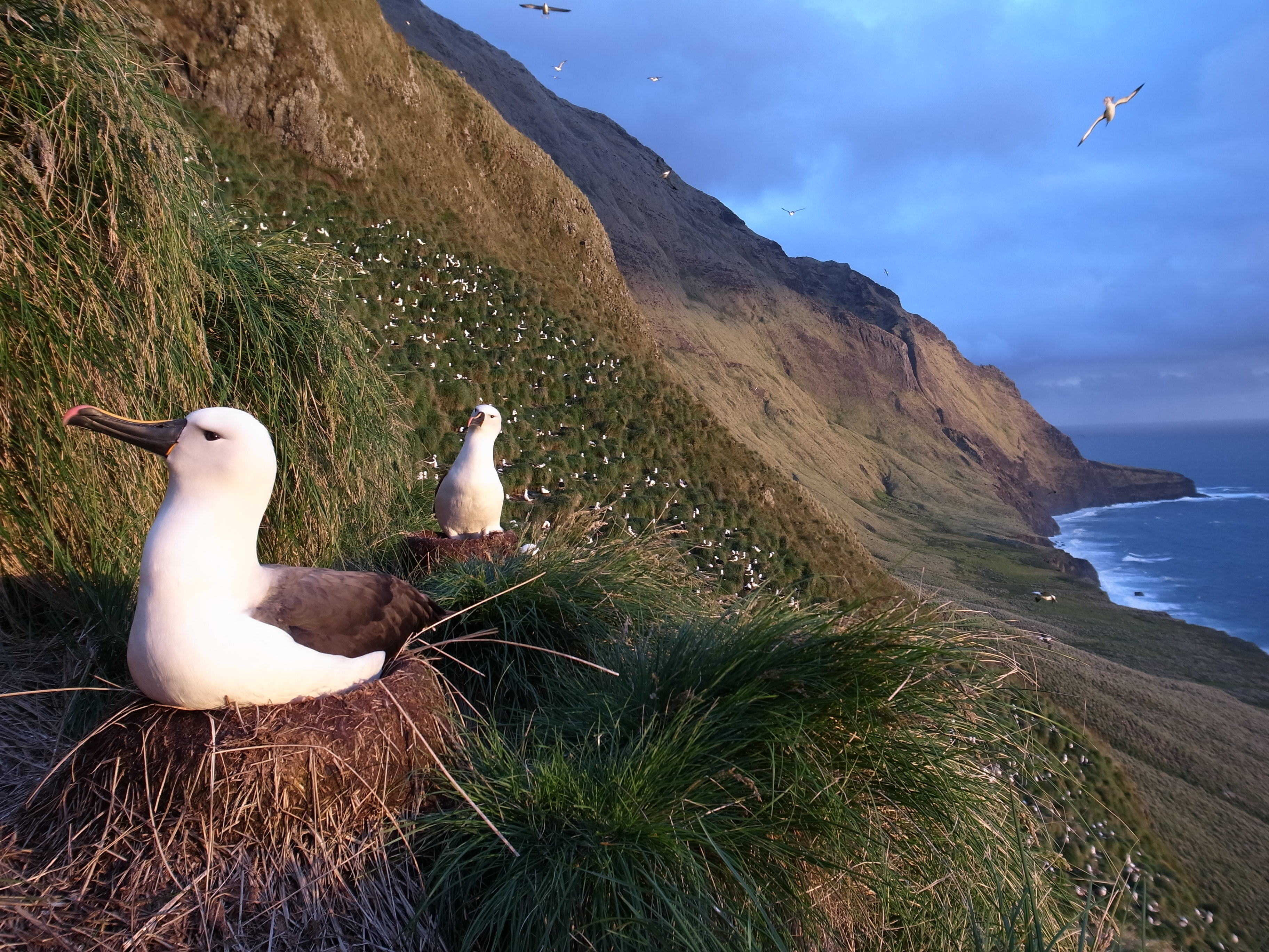 amsterdam i. yellow nose albatross colony 2013 karine delord