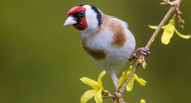 Chardonneret élégant (Carduelis carduelis) - Crédit photo : Ivan Godal