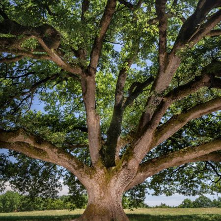 arbre de lannee chene 450 emmanuel boitier