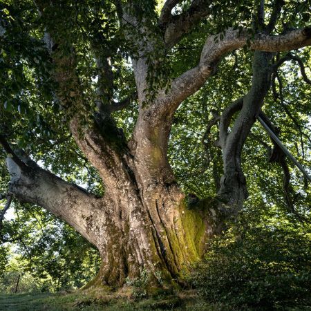 arbre de lannee hetre 450 emmanuel boitier