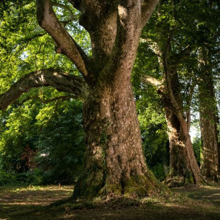 arbre de lannee platanes 450 emmanuel boitier