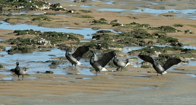 Bernache cravant (Branta bernicla) – Crédit photo : Sébastien Dalloyau