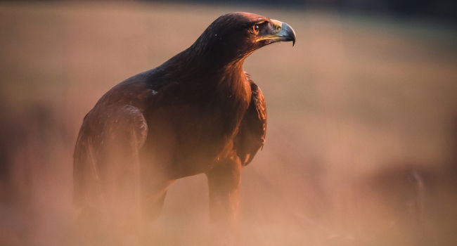 Aigle royal (Aquila chrysaetos) - Crédit photo : Peter / stock.adobe.com