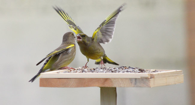 Verdier d'Europe (Chloris chloris) - Crédit photo : Ophelie Ricci / MNHN