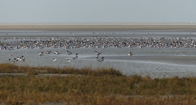 Tadornes de Belon (Tadorna tadorna) en baie de Somme - Crédit photo : Thierry Rigaux