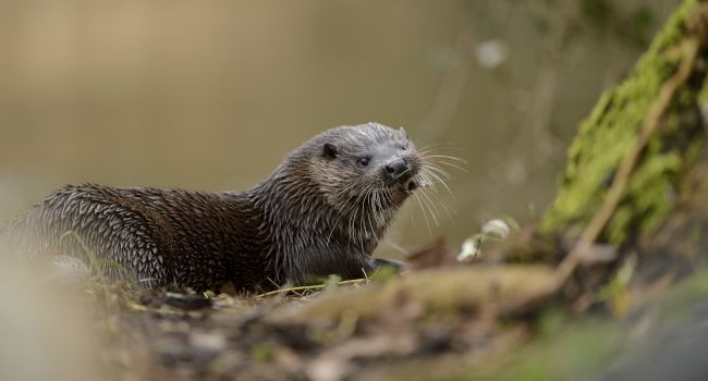 faunefrance2019 loutre deurope 650cben andrew rspb images