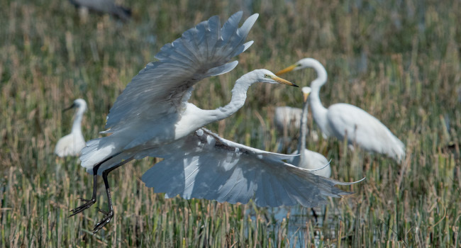 grande aigrette credit elie gaget 1