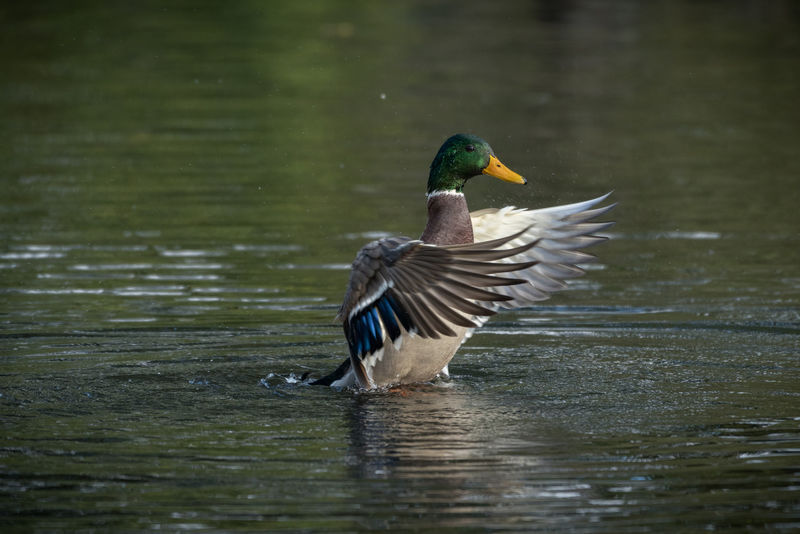 canard.colvert.yali.2g