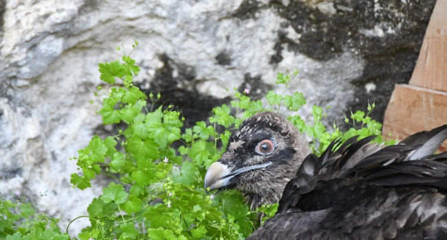 Jeune Gypaète barbu à l’aire (Gypaetus barbatus) - Crédit photo : P. Orabi / LPO France