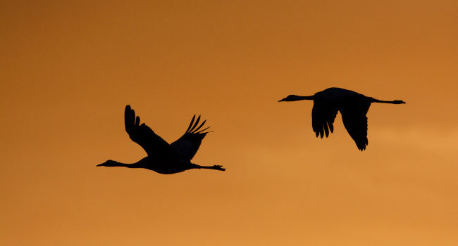 Grues cendrées (Grus grus) - Crédit photo : Fabrice Cahez