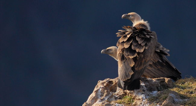 Vautours fauves (Gyps fulvus) – Crédit photo : Bruno Berthémy