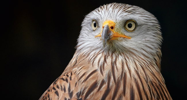 Milan royal (Milvus milvus) - Crédit photo : Thomas Marx