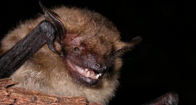 Sérotine commune (Eptesicus serotinus) - Crédit photo : Philippe Jourde