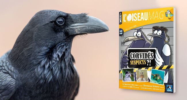 Grand corbeau (Corvus corax) - Crédit photo : Dmytro Surkov/Adobestock // Couverture : illustration © Cécile Rousse