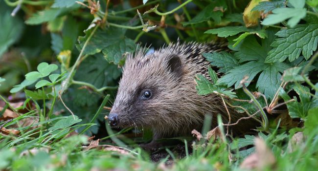 Hérisson d'Europe  (Erinaceus europaeus) - Crédit photo : Roland Pellion