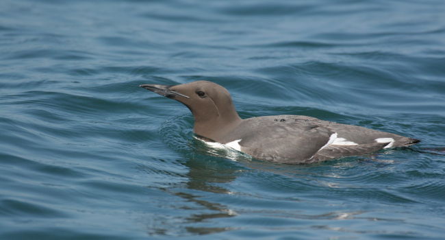 Guillemot de Troïl - (Uria aalge) Crédit photo : Armel Deniau