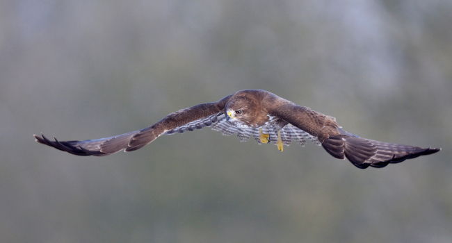 Buse variable (Buteo buteo) - Crédit photo : Fabrice Cahez