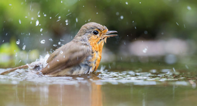 Rougegorge familier (Erithacus rubecula) - Crédit photo : Ivonne Wierink