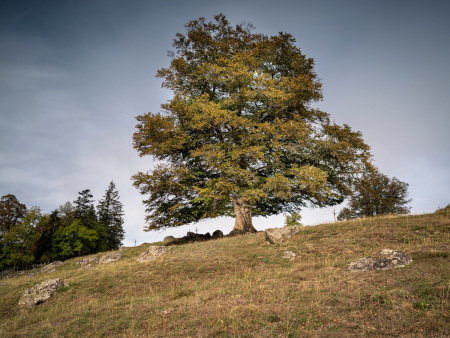 Hêtre commun (Fagus sylvatica) à Chavagnac, Neussargues-en-Pinatelle (15) a reçu le prix du jury – Crédit photo : Emmanuel Boitier