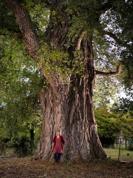 Peuplier noir (Populus nigra), dit « La Pouplie », dans le village de Boult-sur-Suippe (la Marne) Région Grand Est a reçu le prix du public – Crédit photo : Emmanuel Boitier