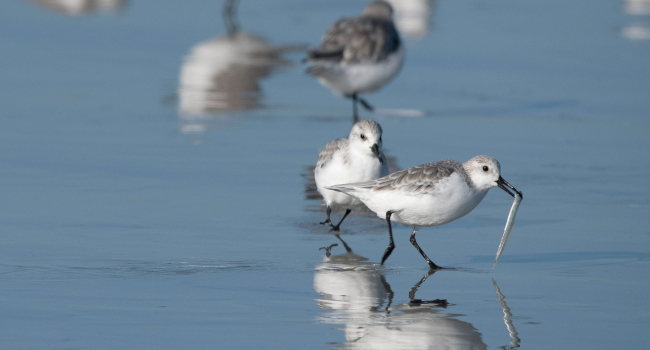 Bécasseau sanderling (Calidris alba) - Crédit photo : Fabrice Cahez