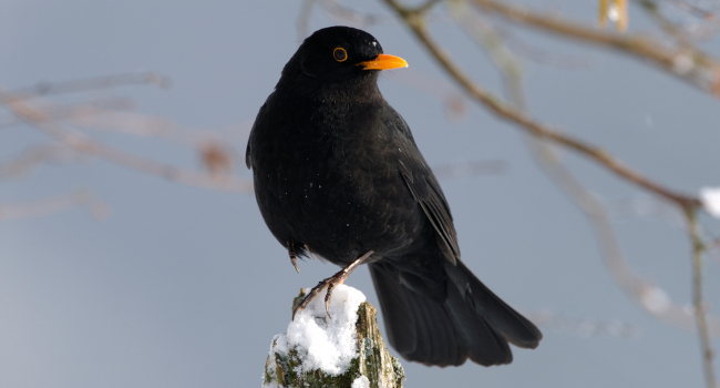 Merle noir (Turdus merula) – Crédit photo : Fabrice Cahez