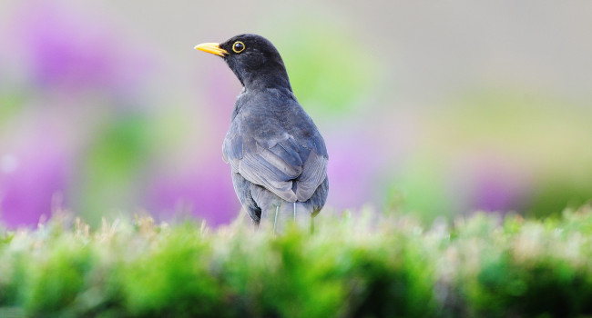 Merle noir (Turdus merula) - Crédit photo : Roland Pellion