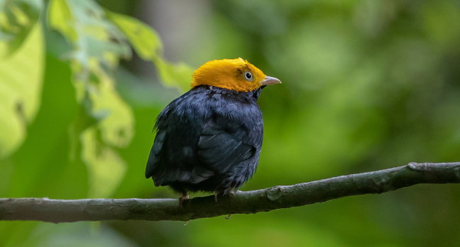 Manakin à tête d'or (Ceratopipra erythrocephala), Guyane - Crédit photo : Pieter Verheij