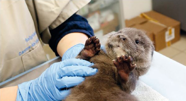 Loutre d'Europe - Crédit photo : Centre de sauvegarde LPO à Audenge (Gironde)