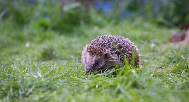 Hérisson d’Europe – Crédit photo : Eleanor Bentall / rspb-images.com