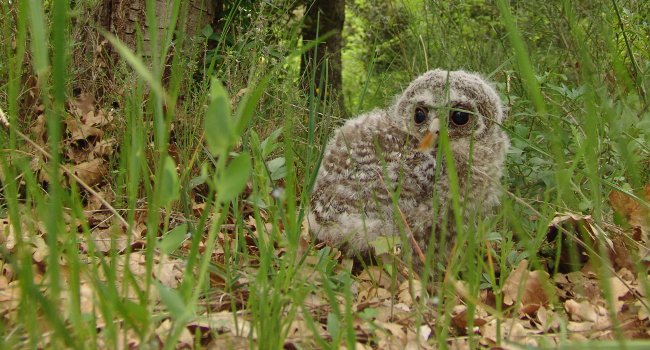 Jeune Chouette hulotte (Strix aluco) - Christine Kritstof / Centre régional de sauvegarde de la faune sauvage
