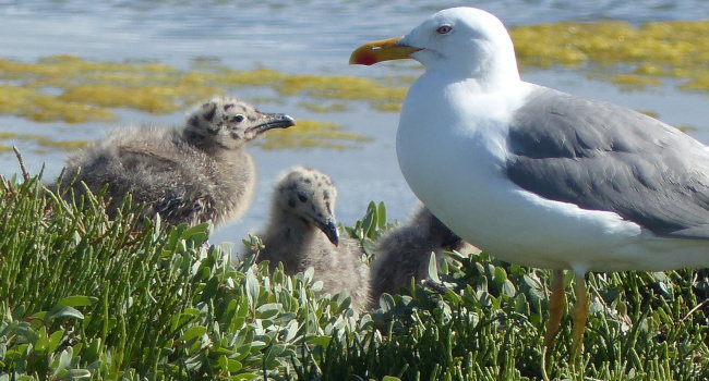 Goéland leucophée (Larus michahellis) – Crédit photo : Hervé Roques