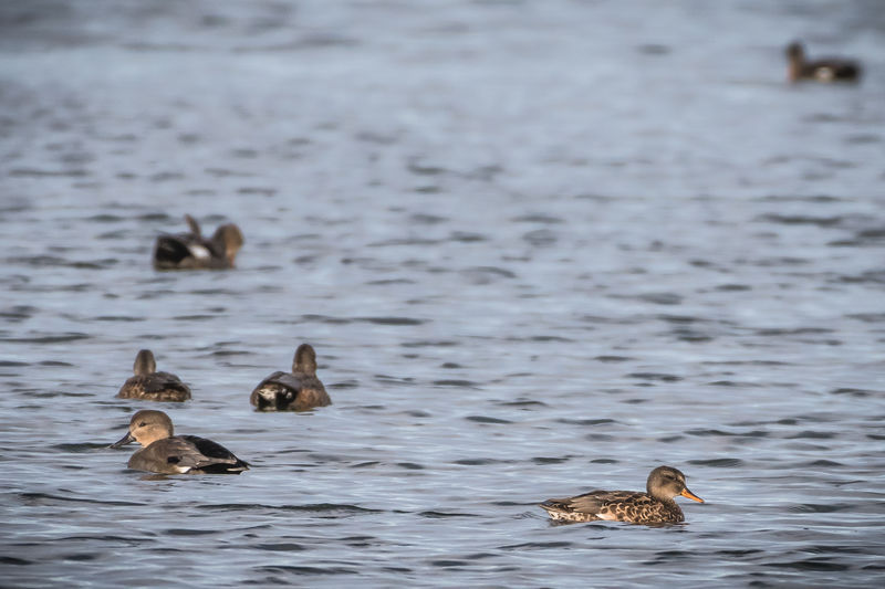 canard.chipeau.yali.1g