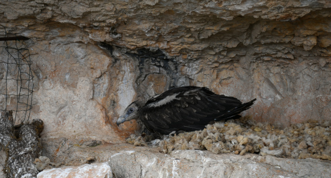 Plumet dans la vire - Crédit photo : LPO Grands-Causses