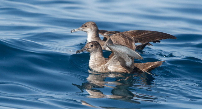 Puffin des Baléares (Puffinus mauretanicus) – Crédit photo : Pep Arcos / SEO BirdLife