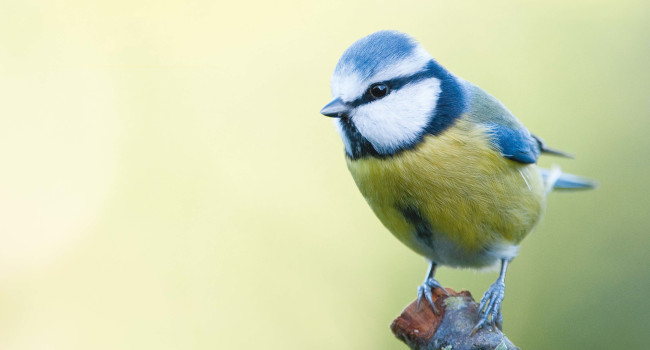 Mésange bleue (Cyanistes caeruleus) - Crédit photo : J.J. Carlier 