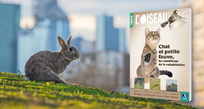 Chat domestique - Crédit photo : Vasyl Helevachuk / Adobestock.com // Lapin de garenne dans un parc parisien - Crédit photo : Laurent Geslin