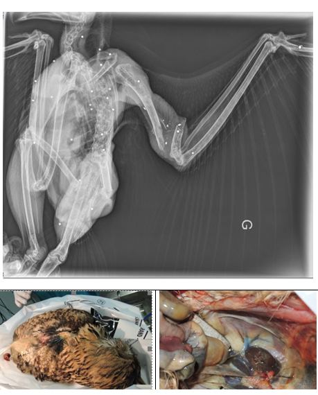 Hibou Grand-Duc mort par tir. Son corps a été criblé de plombs (plus de 30) - Pris en charge par le Tichodrome