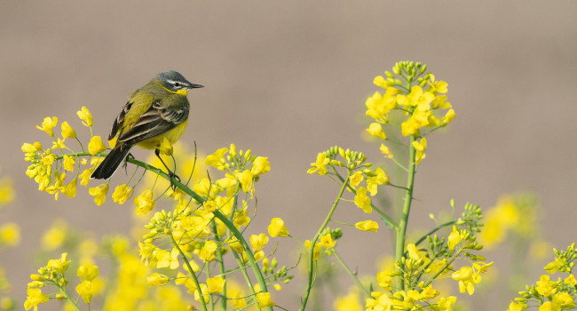 Bergeronnette des ruisseaux (Motacilla cinerea) – Crédit photo : P. Psubraty