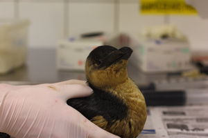 Accueil d'un pingouin torda - Photo Nadine Rigaudeau