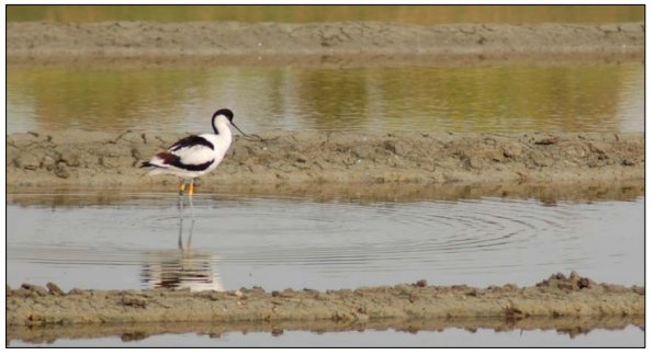 Avocette