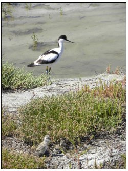 Avocette et ses poussins (Au premier plan)