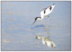 Avocette