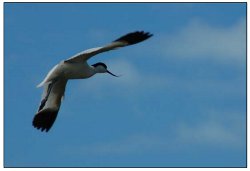 Avocette en vol