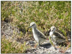 Poussins Avocette de 5 jours