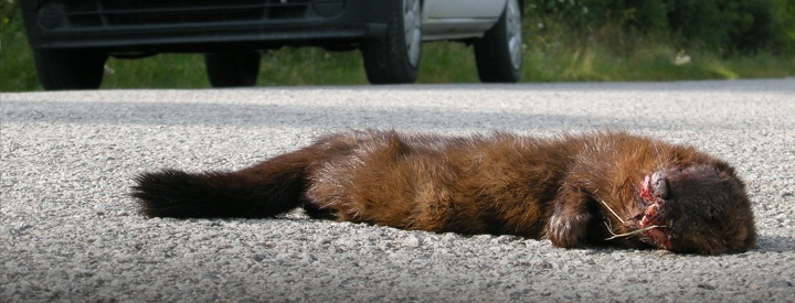 Vison d'Europe (Mustela lutreola) - Crédit photo: P. Jourde