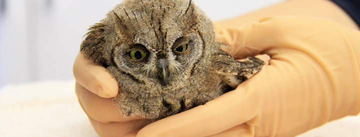 Petit-duc scops (Otus scops) - Crédit photo : LPO