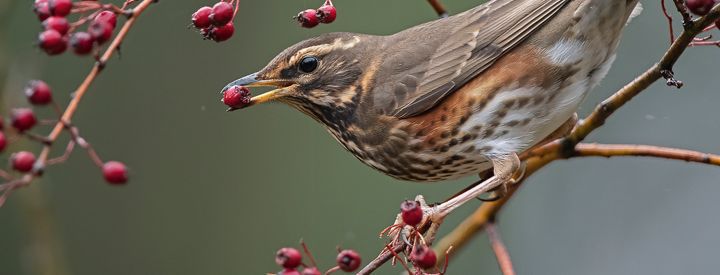 Grive Mauvis (Turdus iliacus) - Crédit photo : Frans Pelsmaekers