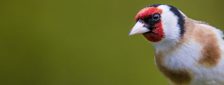 Chardonneret élégant (Carduelis carduelis) - Crédit photo : Ivan Godal